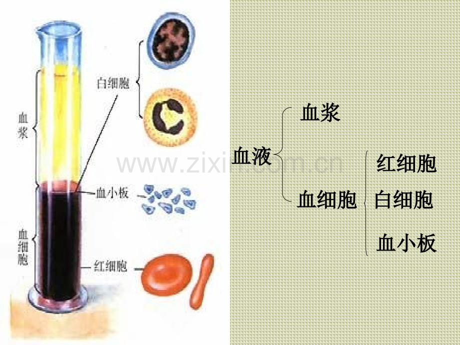 节输血与血型.pptx_第1页