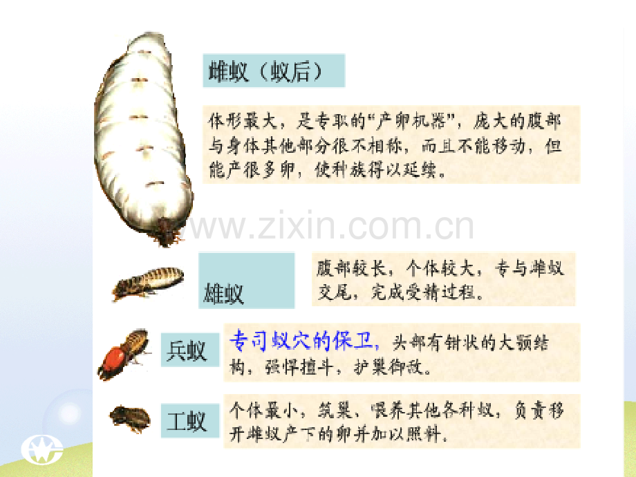 社会行为动物在自然界中的作用动物与人类生活关系.pptx_第3页