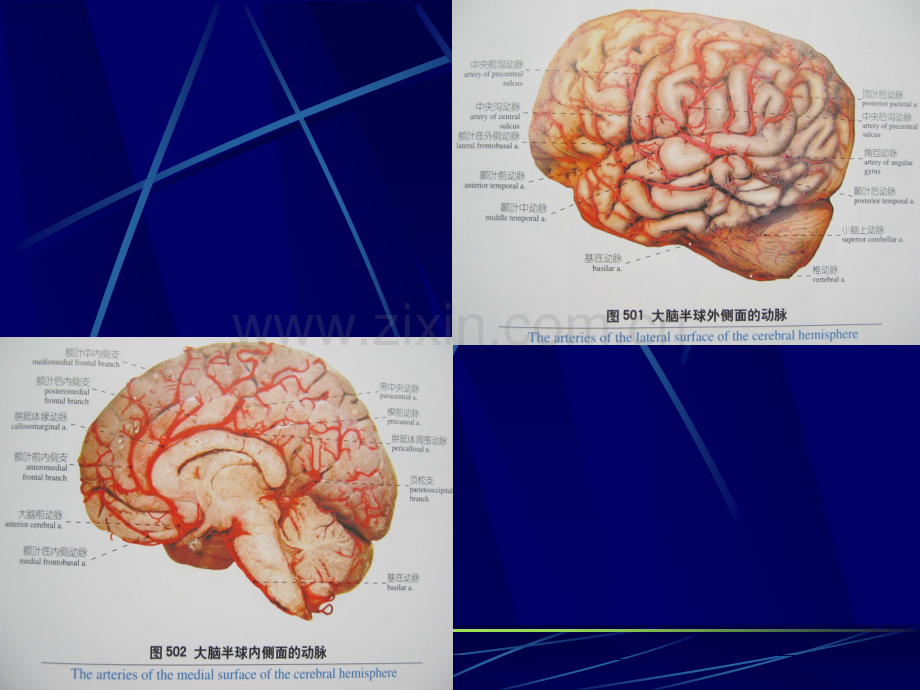 老年性痴呆AD概况.pptx_第2页