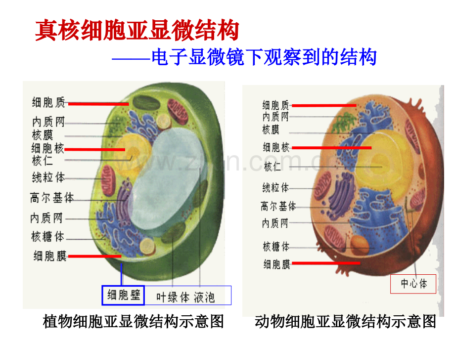 细胞膜—系统的边界课件.pptx_第3页