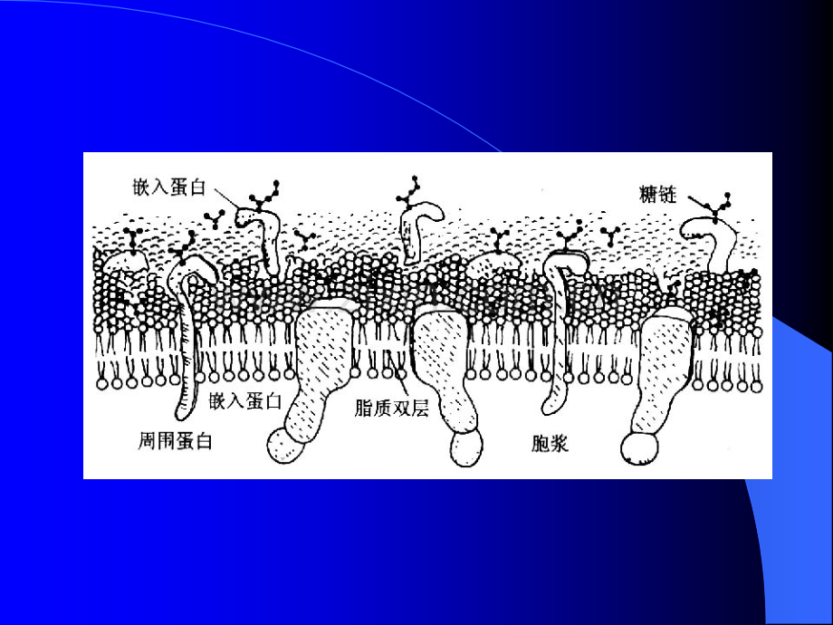 细胞膜的基本结构和跨膜物质转运功能.pptx_第3页