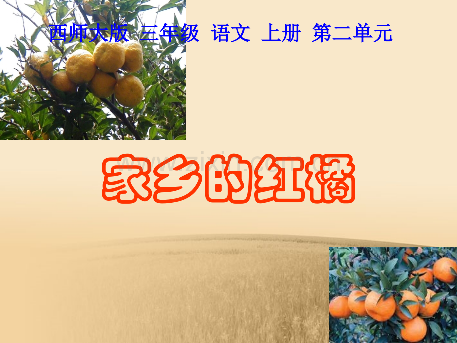 西师大版三年级语文上册课件家乡的红橘.pptx_第1页