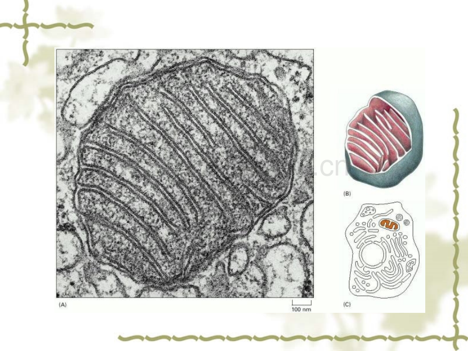 细胞生物学第六章线粒体.pptx_第2页