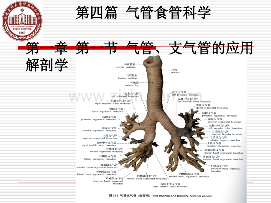 气管食管科学教案.pptx_第3页