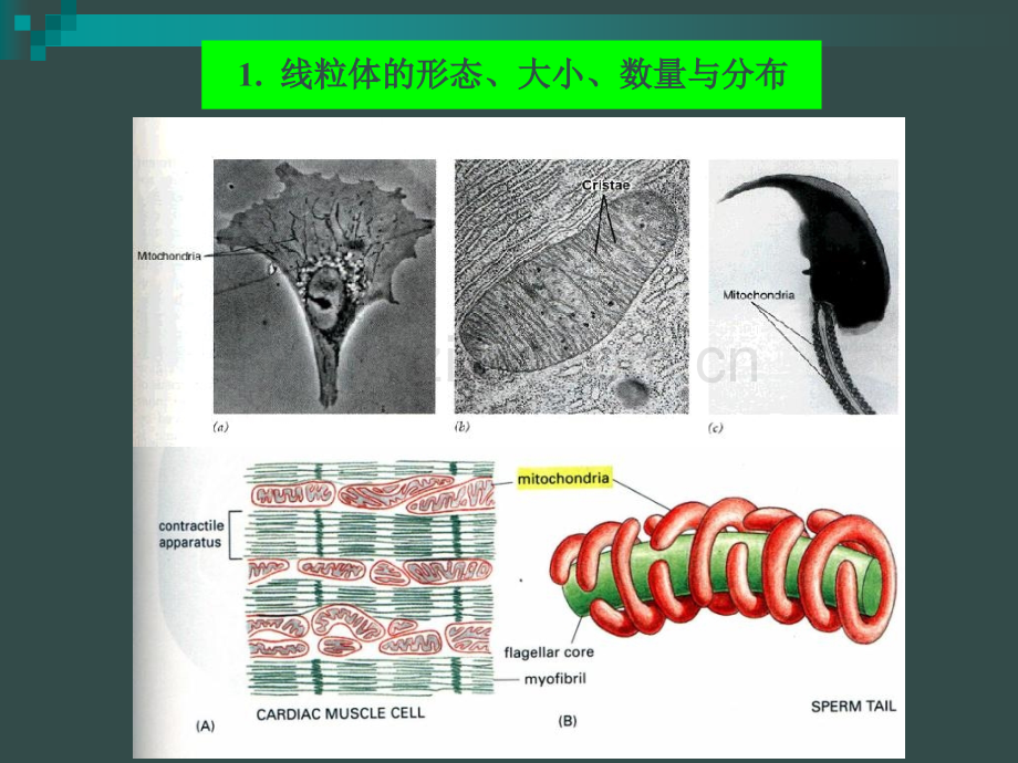 细胞生物学第06章线粒体.pptx_第3页