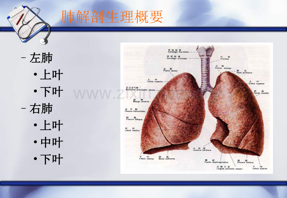 新肺癌查房护理.pptx_第1页