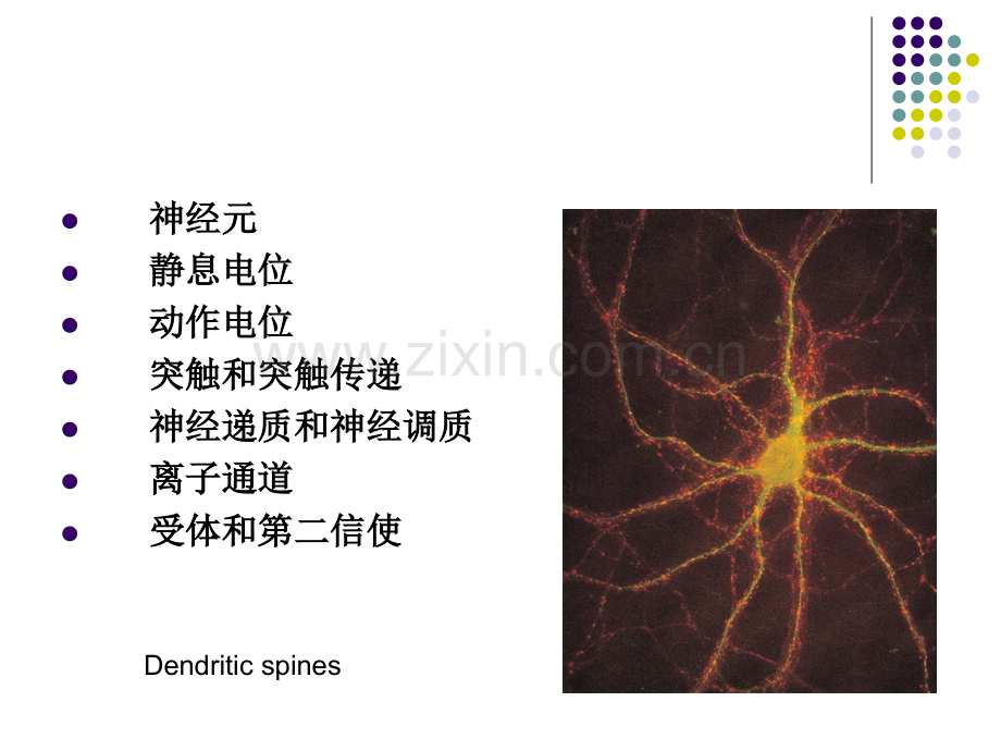 神经系统细胞的结构和功能.pptx_第2页