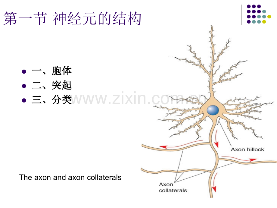 神经系统细胞的结构和功能.pptx_第3页