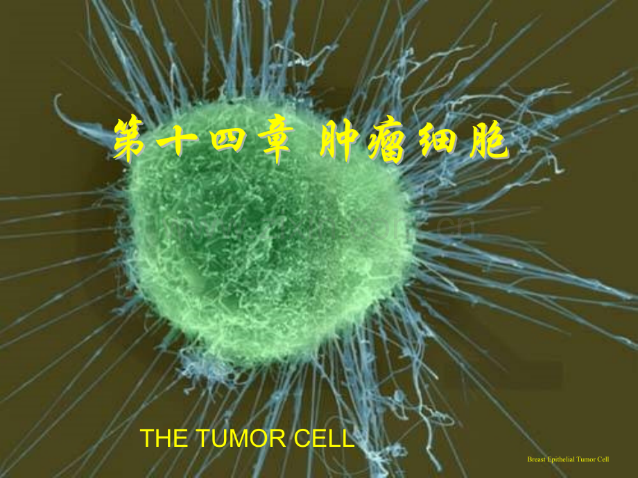 细胞生物学教程肿瘤细胞.pptx_第1页