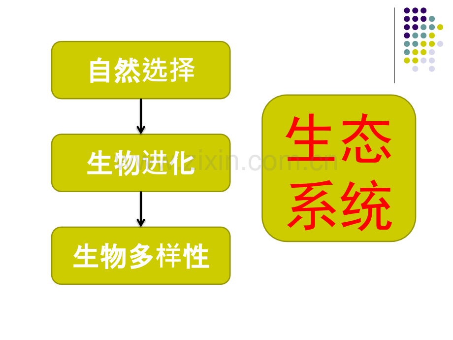 生态系统复习.pptx_第1页