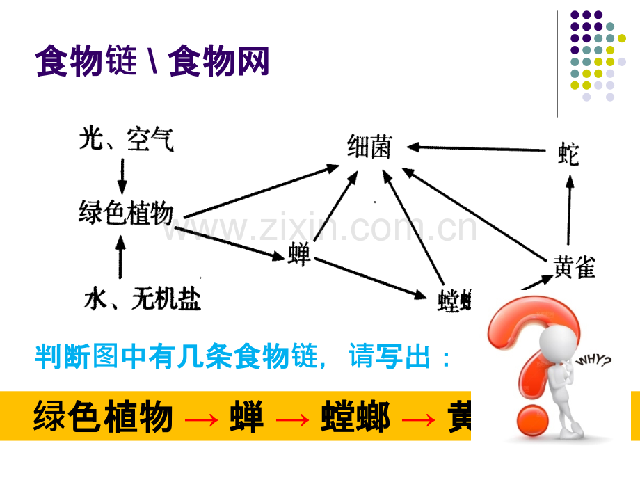 生态系统复习.pptx_第3页