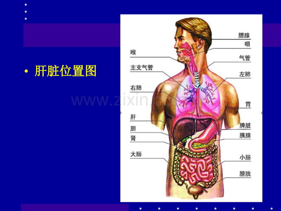 肝癌射频消融及介入治疗.pptx_第1页