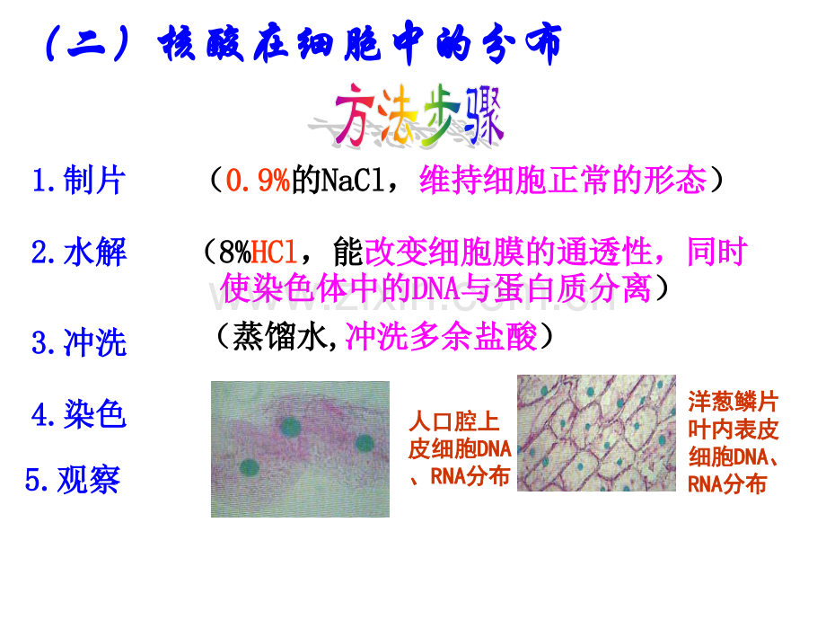 第四讲细胞中的核酸、糖类和脂质.pptx_第3页