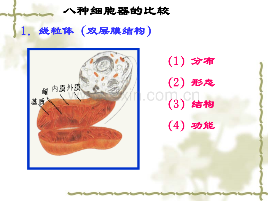 细胞质细胞膜以内细胞核以外的原生质活细胞的细胞质处于流动.pptx_第3页