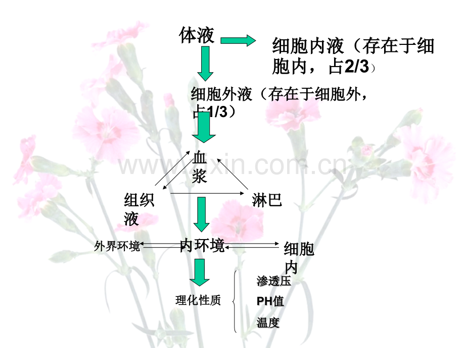 稳态与环境学业水平考试复习.pptx_第1页