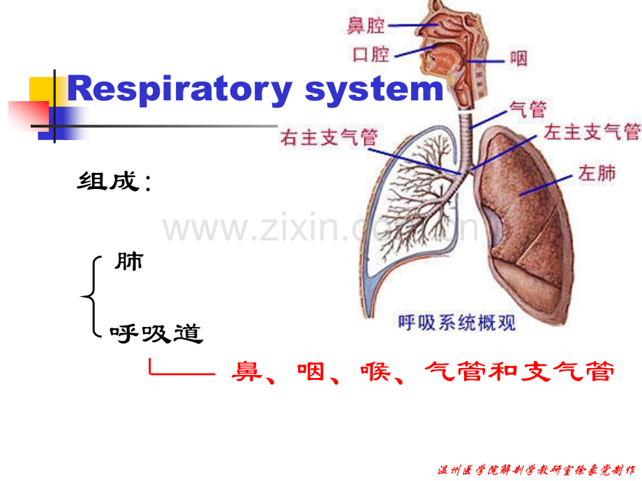 系统解剖学05呼吸系统.pptx_第3页