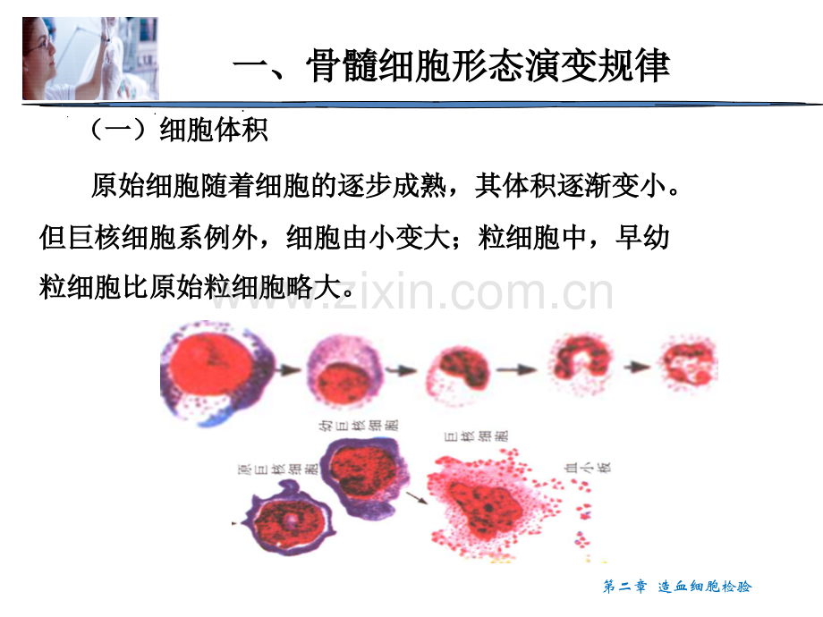 造血细胞检验.pptx_第2页