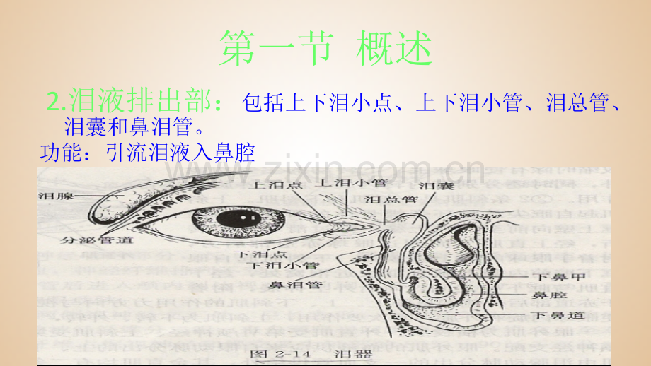 泪器病ppt.pptx_第3页