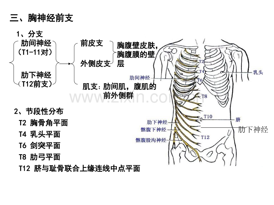 系统解剖学脊神经2胸神经前支腰丛骶丛.pptx_第1页