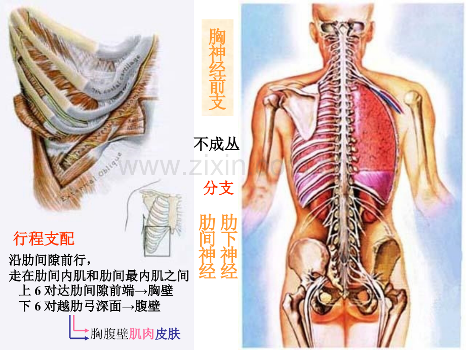 系统解剖学脊神经2胸神经前支腰丛骶丛.pptx_第2页