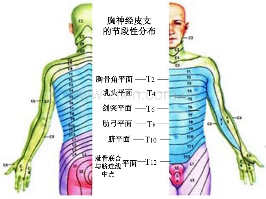 系统解剖学脊神经2胸神经前支腰丛骶丛.pptx_第3页