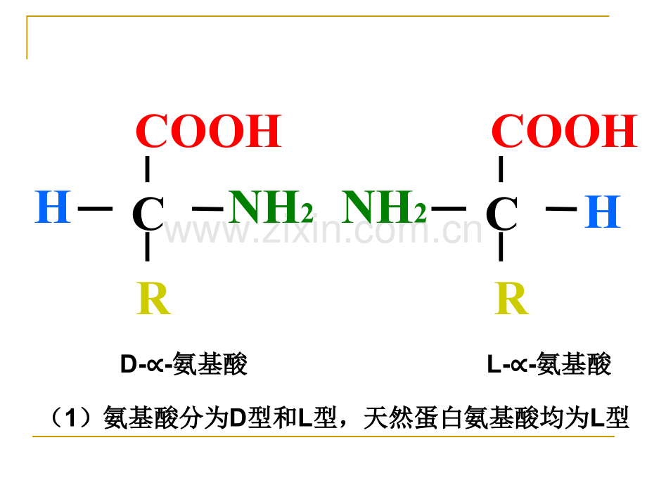 生命的物质基础.pptx_第3页