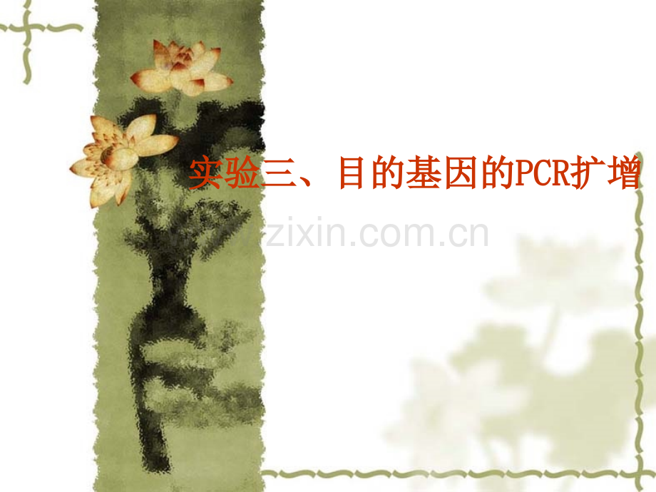 目的基因的PCR扩增.pptx_第1页