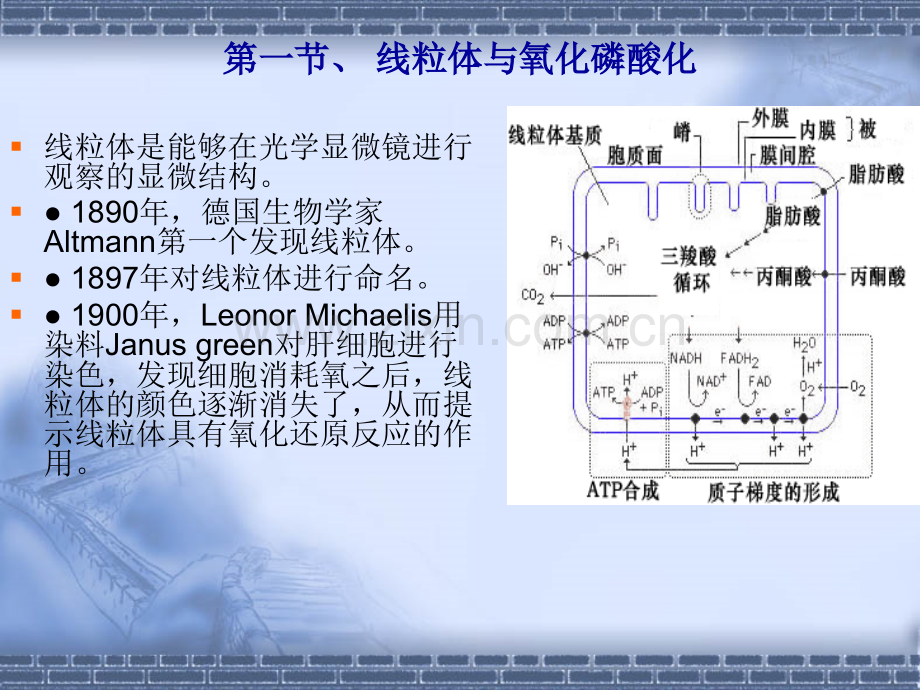 第6章-线粒体和叶绿体.pptx_第2页