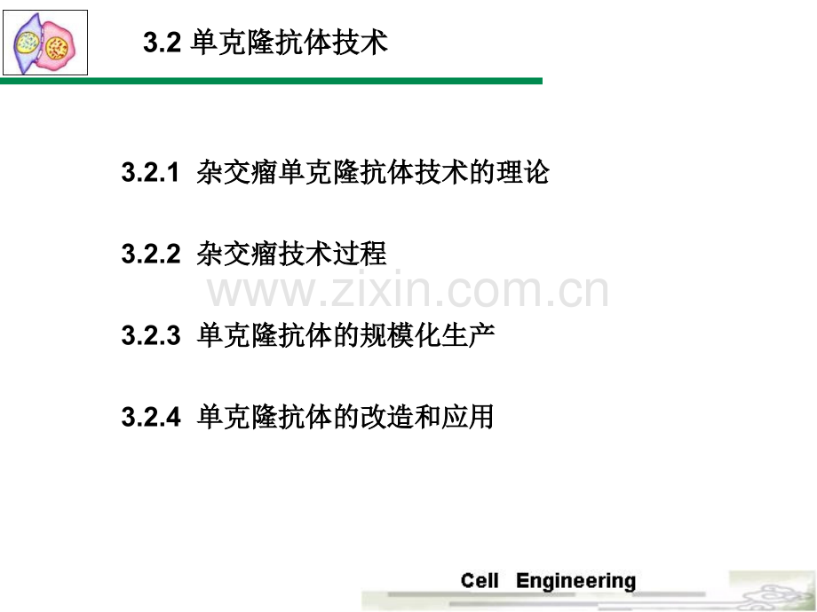 细胞融合与单克隆抗体2.pptx_第1页