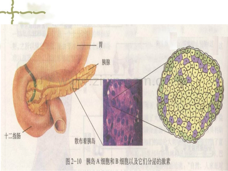 激素调节机制时.pptx_第2页