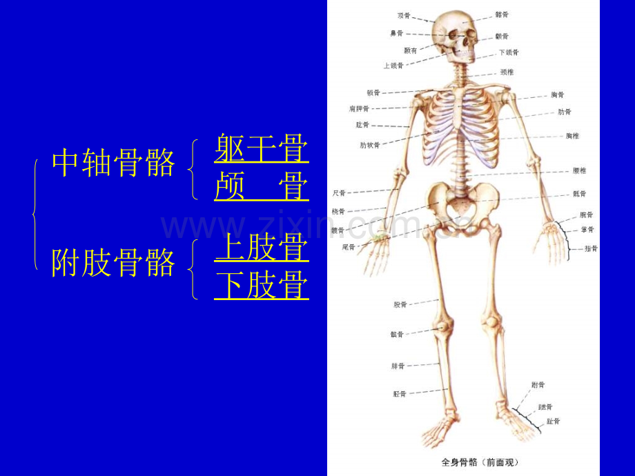 系统解剖学骨学各论.pptx_第2页