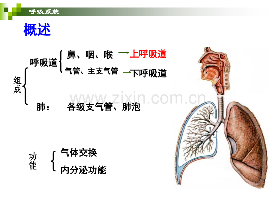 系统解剖学.呼吸系统.pptx_第2页