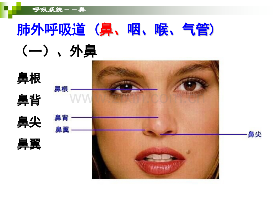 系统解剖学.呼吸系统.pptx_第3页