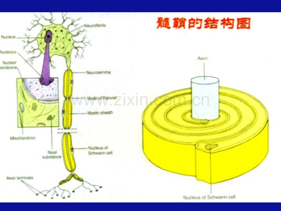 脱髓鞘幻灯2009医大.pptx_第2页