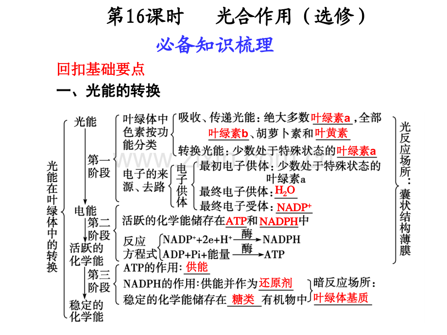 时光合作用选修.pptx_第1页