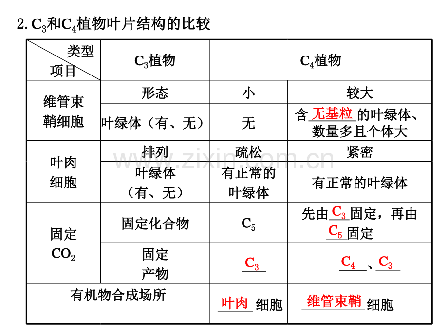 时光合作用选修.pptx_第3页