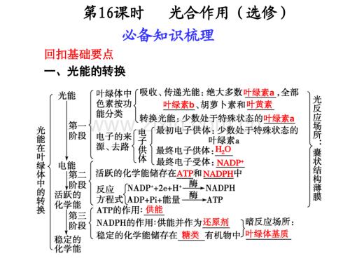 时光合作用选修.pptx