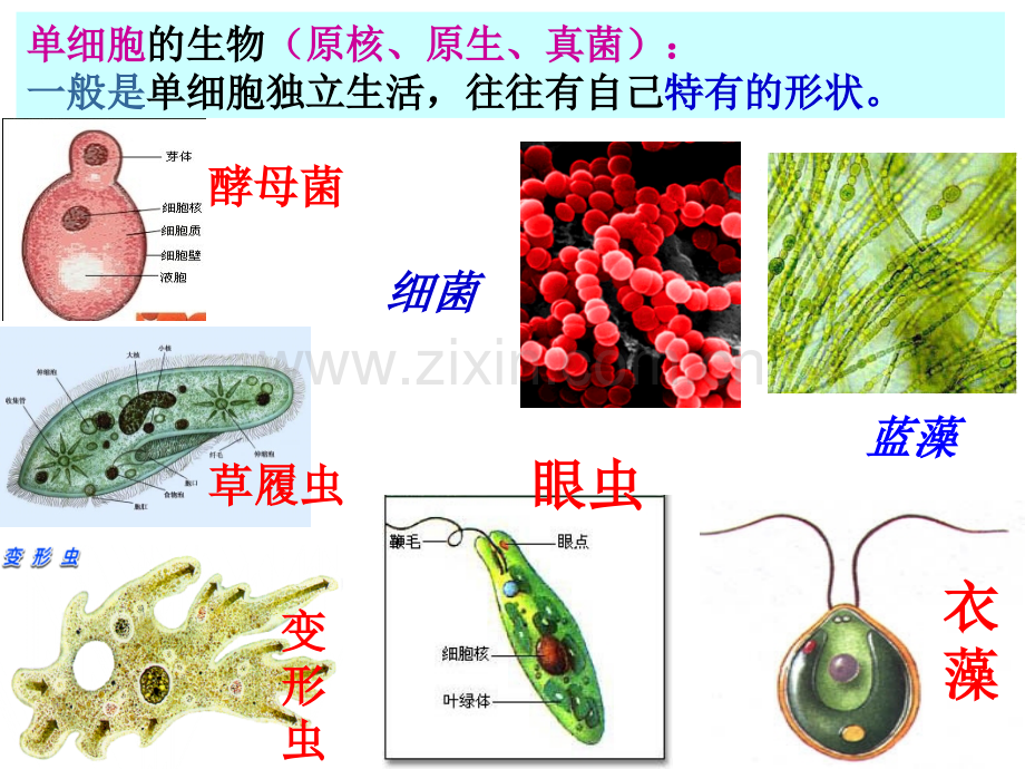 细胞的形态和功能.pptx_第1页