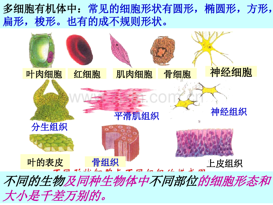 细胞的形态和功能.pptx_第2页