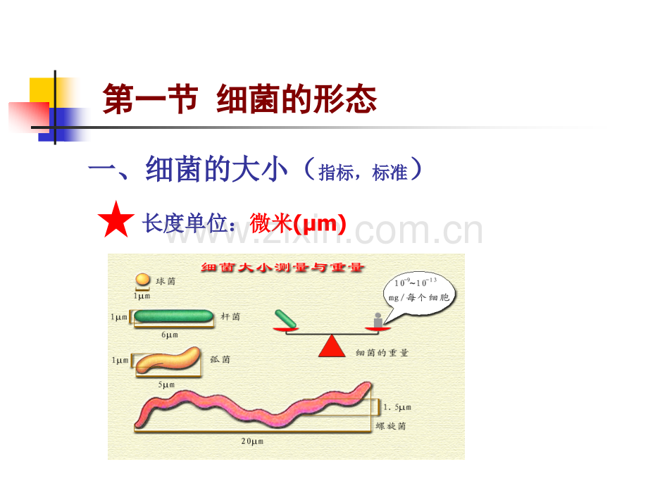 细菌的形态与结构.pptx_第1页