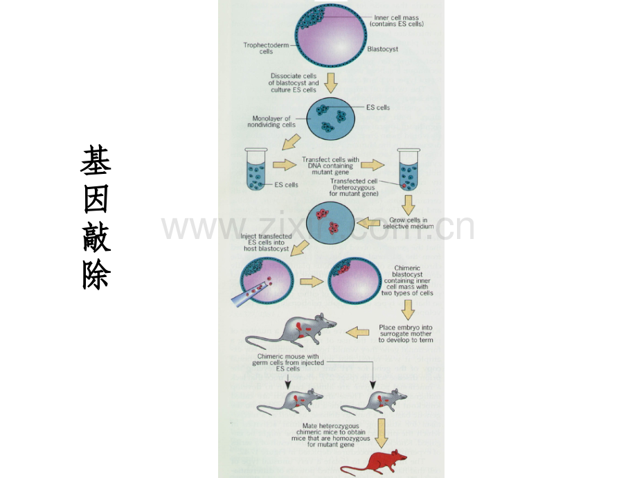 细胞生物学-3细胞生物学研究方法.pptx_第1页