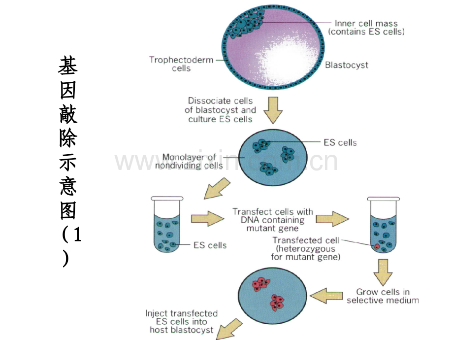 细胞生物学-3细胞生物学研究方法.pptx_第2页