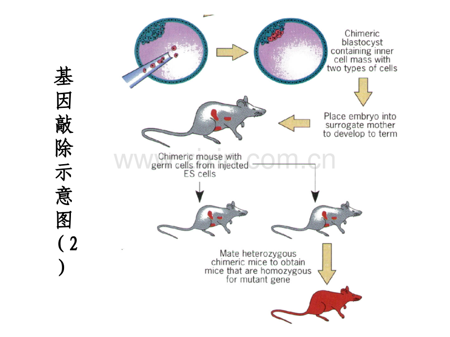 细胞生物学-3细胞生物学研究方法.pptx_第3页