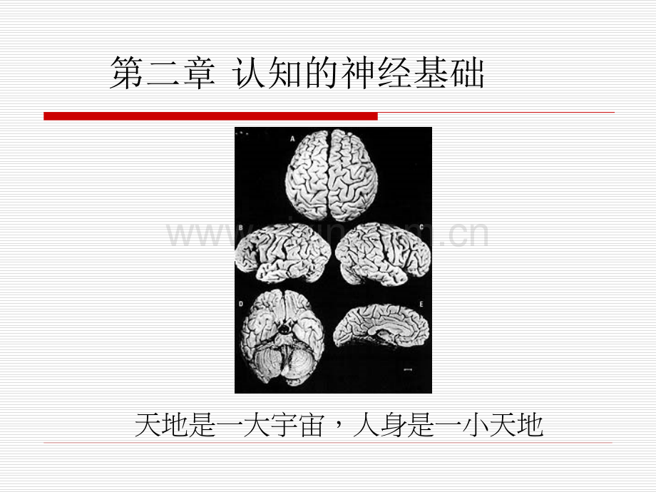 认知的神经.pptx_第1页