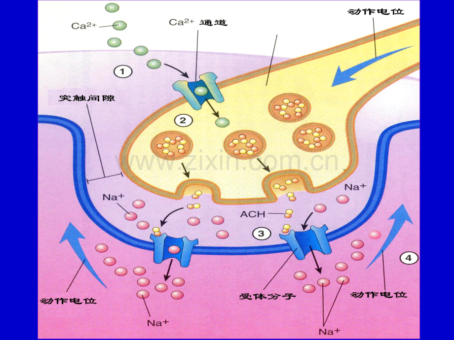 细胞生理学—肌肉收缩.pptx_第2页