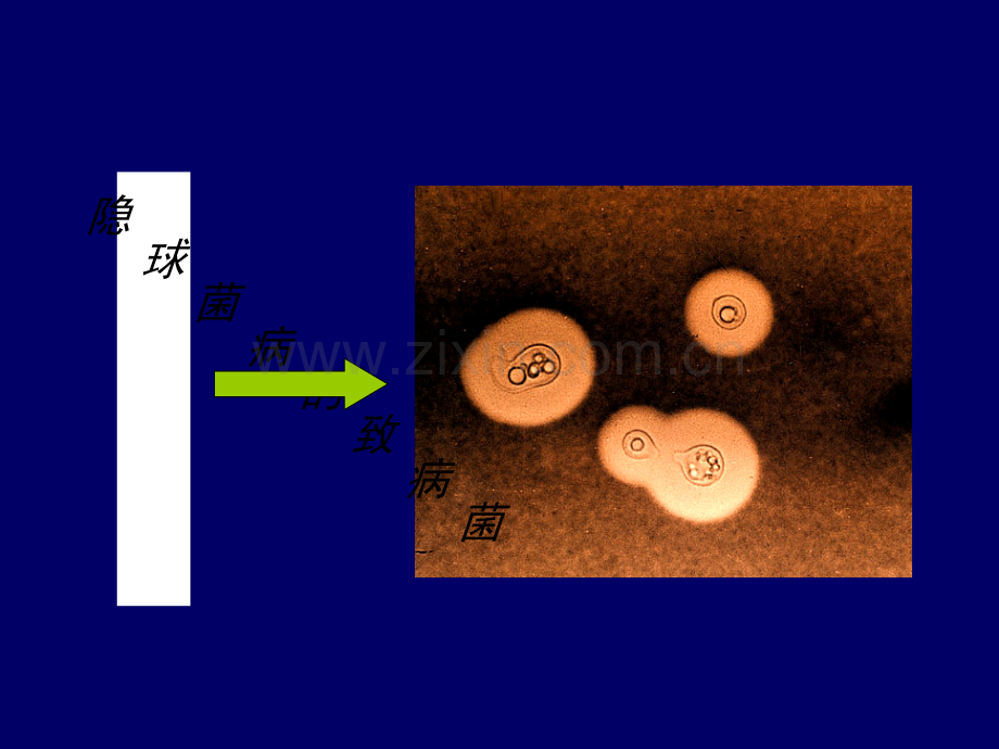 新生隐球菌的致病机理12.pptx_第2页