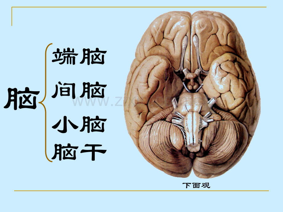 第5篇-神经系统---脑干.pptx_第2页