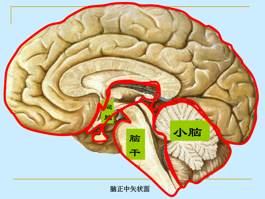 第5篇-神经系统---脑干.pptx_第3页