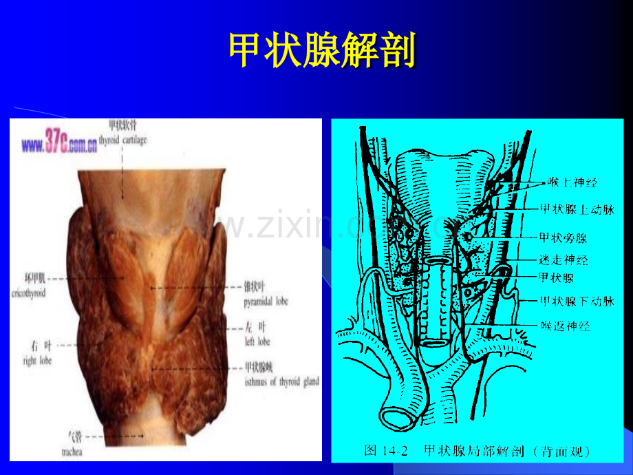 讲课颈部疾病.pptx_第2页