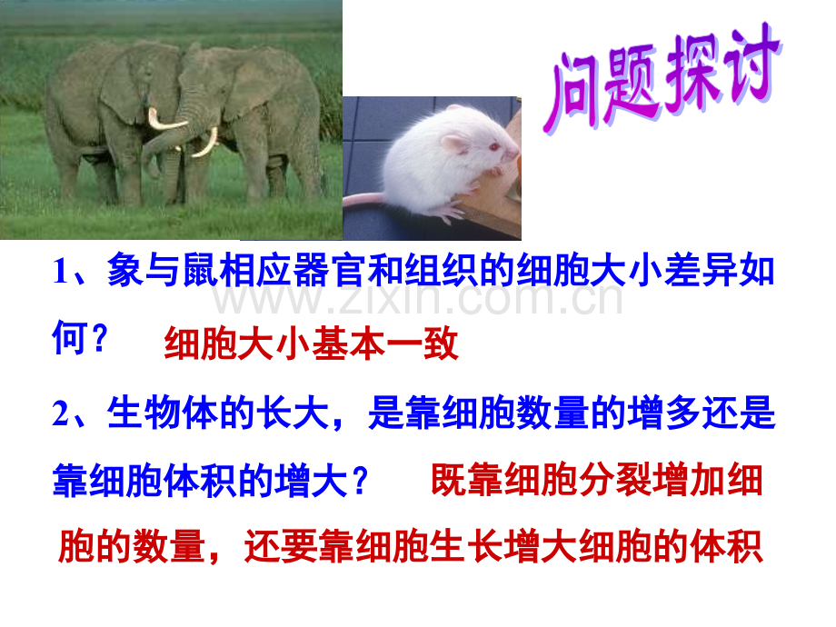 理化生人教版高中生物必修一细胞增殖.pptx_第2页